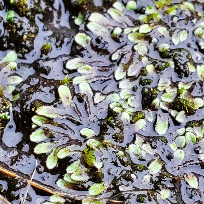 Riccia beyrichiana